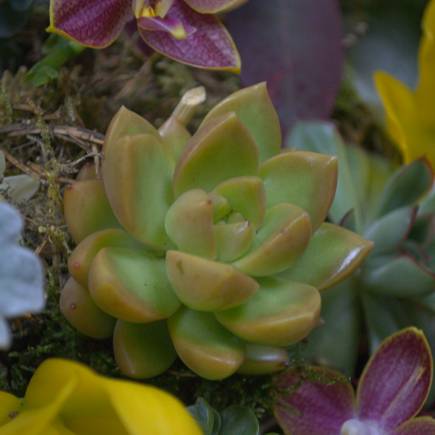 Botanists Heart - Quality Flowers from Ann's Flowers - Just £65! Shop now at Ann's Flowers