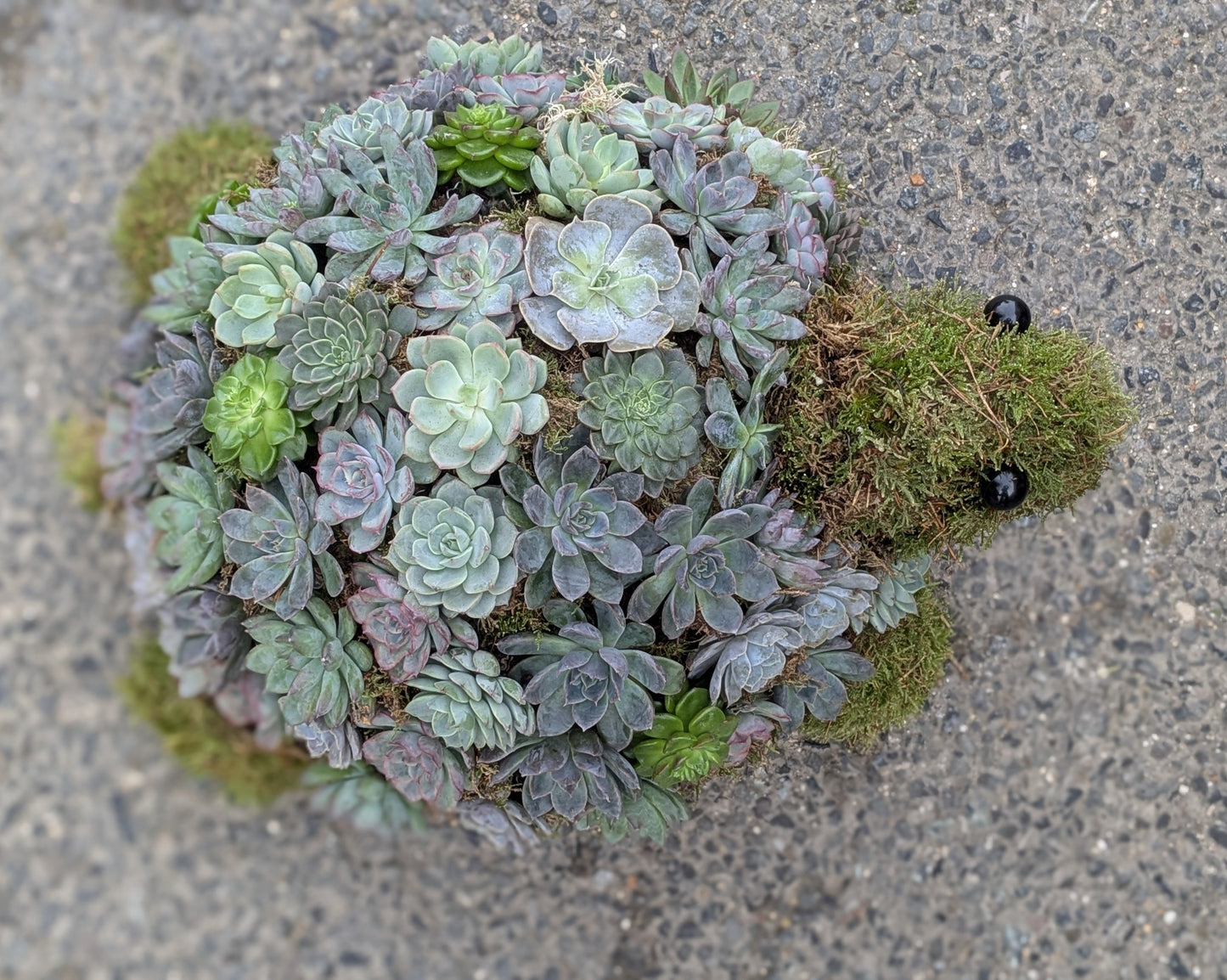 Tortoise - Quality Flowers from Ann's Flowers - Just £175! Shop now at Ann's Flowers