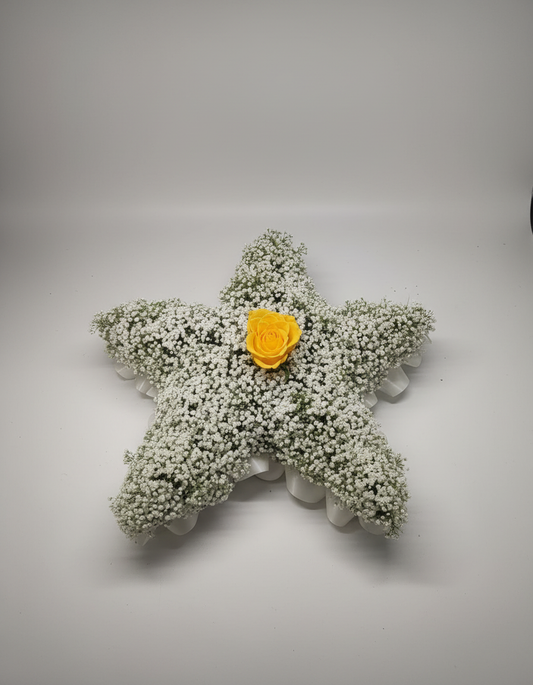 Gypsophila Star